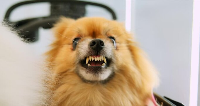 An angry Pomeranian dog showing its teeth and getting upset. An adorable Pomeranian dog being groomed at a pet grooming salon.