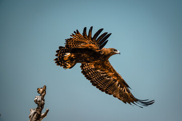 eagle on the sky