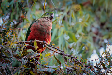 Australian King Parrot