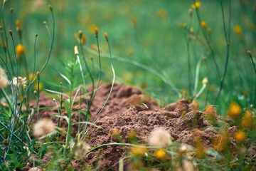 Fresh mole activity in lawn.