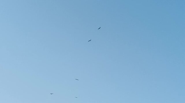 Birds Flying in Clear Blue Sky