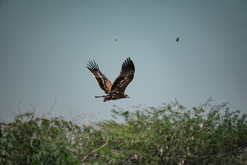 eagle on the sky