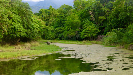 Marshy river in the forest. View of a small river with grassy banks and aquatic plants on the surface of the water flowing through a dense green forest.