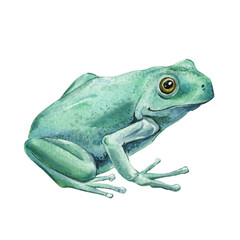 Blue-green tree frog watercolor illustration isolated on  background exotic rainforest amphibian art. Exotic frog