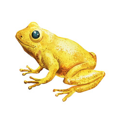 vibrant yellow tree frog watercolor painting isolated on background tropical wildlife amphibian illustration, art
