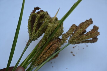 Eleusine coracana or finger millet. It is called Ragi and madua in India and Kodo in Nepal. It  is an annual herbaceous plant. Its widely grown as a cereal crop in the in Africa and Asia.