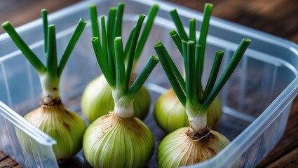 Fototapeta premium Fresh Spring Onions Growing in a Plastic Container with Green Shoots and Natural Lighting on a Rustic Wooden Surface