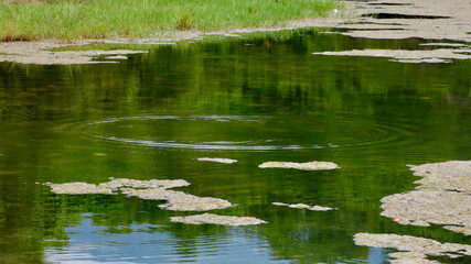 Marshy surface of a pond. Aquatic plants float on the surface of the water. Swampy water surface. Waterlogged water surface.