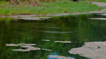 Marshy surface of a pond. Aquatic plants float on the surface of the water. Swampy water surface. Waterlogged water surface.