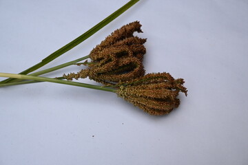 Eleusine coracana or finger millet. It is called Ragi and madua in India and Kodo in Nepal. It  is an annual herbaceous plant. Its widely grown as a cereal crop in the in Africa and Asia.
