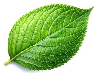 Obraz premium Single Green Leaf Isolated on White Background - Nature Stock Photo