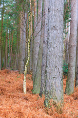 Silver Birch tree dwarfed by a row of pine trees, Hamsterley Forest, County Durham, England, UK.