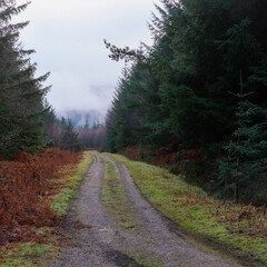 Forest Trail in winter, Hamsterley Forest, County Durham, England, UK.