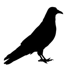 Silhouette of a raven standing on the ground, its head facing forward, with its characteristic beak and tail visible, representing the mysterious and intelligent nature of this bird species.