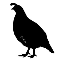 silhouette-of-a-quail Silhouette of a quail with a tufted crest on its head, standing on two legs with its profile facing left, representing the resilient nature of these small birds found in nature.
