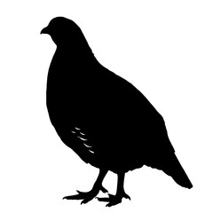 Silhouette of a pigeon standing on the ground, with a rounded body, short tail, and small head with a short beak, presented as a black shape with no visible details, symbolizing simplicity and peace.