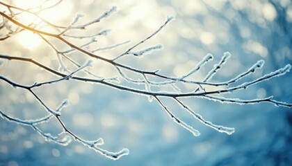 Frost Covered Tree Branch in Winter Sunlight