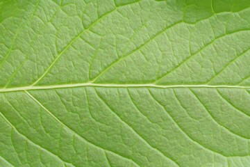 Obraz premium Detailed Close Up of a Light Green Leaf with Intricate Veins