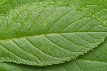 Fototapeta premium Close Up of Two Green Leaves with Detailed Veins and Subtle Sparkle