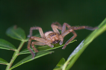 Huntsman spider, Olios argelasius, Alghero. Sardinia. Italy