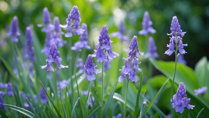 Naklejka premium Vibrant Violet Flowers Blooming in Garden with Soft Green Background and Shallow Depth of Field Creating Peaceful Natural Atmosphere