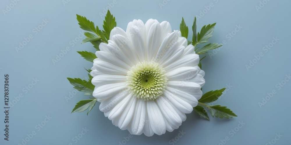 Poster white gerbera daisy flower with green leaves on soft blue background and empty space for text or bra
