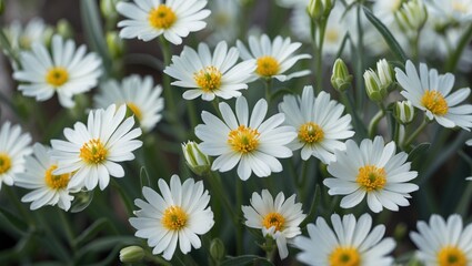 Delicate White Flowers with Bright Yellow Centers Blooming in a Lush Garden Setting Flourishing with Fresh Green Foliage