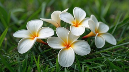 Naklejka premium Delicate White Plumeria Flowers on Lush Green Grass in a Tranquil Natural Setting