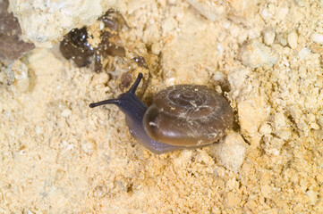 Landsnail, Dark-bodied Glass-snail (Oxychilus sp) adult, crawling on the ground.