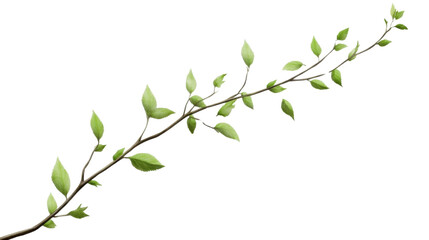 green branch isolated on white background