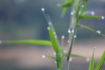 water drops on grass