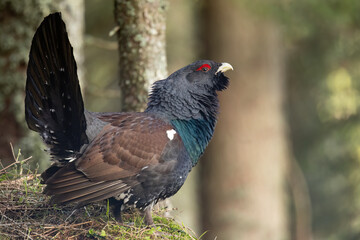 Tetrao urogallus