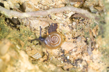Landsnail, Dark-bodied Glass-snail (Oxychilus sp) adult, crawling on the ground.