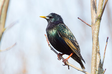 Beautiful close-up of a common starling male