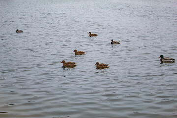 Swimming ducks on the water, with a lake in the background