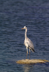 great blue heron ardea cinerea Gray Heron, Gray Heron (Ardea cinerea). Cabras, Oristano, Sardinia, Italy.