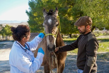 Veterinarian calming a mare while the owner holds her gently.