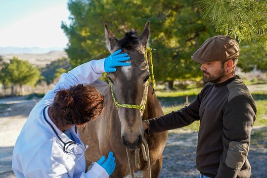 Veterinarian examines a horse outdoors with a man holding the animal