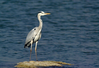 great blue heron ardea cinerea Gray Heron, Gray Heron (Ardea cinerea). Cabras, Oristano, Sardinia, Italy.