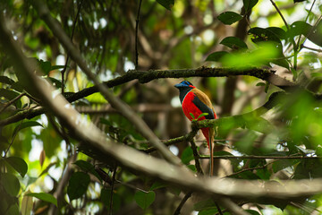 A Red-naped Trogon perched on a branch in the Borneo rainforest.