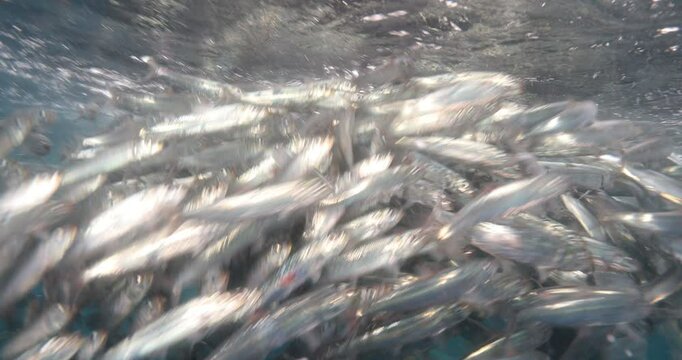 Underwater Safaris in the Mexican Pacific: Mahi-Mahi, Marlins, Sardines & Sea Lions