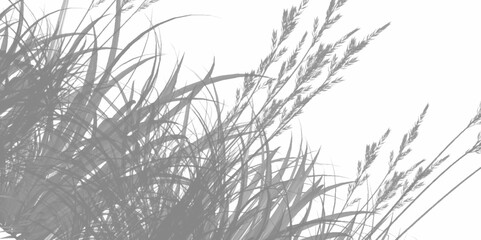 Shadow overlay effect for photo. Shadows from tree leaves and tropical branches on a white wall in sunlight. White wall texture background with sunlight and leaf shadow. PNG Elegant tropical palm.