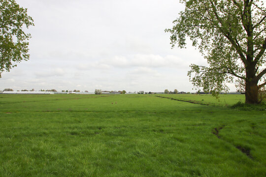 Meadows of the Zuidplaspolder in Nieuwerkerk aan den IJssel