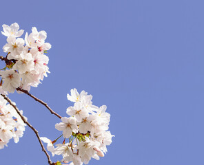 ソメイヨシノと青い空12