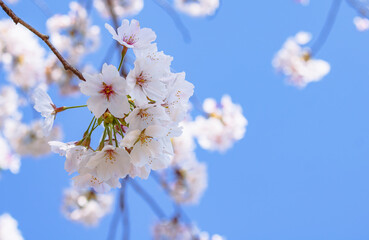 ソメイヨシノと青い空7