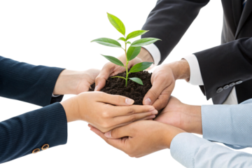 Multiple hands hold the growing plant, reinforcing teamwork, investment, and shared responsibility for growth and success, isolated on a transparent background