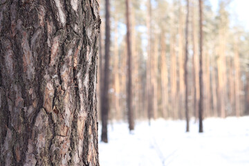 Close-up of a pine tree trunk in a forest in winter. Pine tree during the day, close-up of the bark. Tree for a natural background. Details. Focus on the pine tree trunk with a blurred background