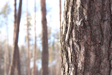 Close-up of a pine tree trunk in a forest in winter. Pine tree during the day, close-up of the bark. Tree for a natural background. Details. Focus on the pine tree trunk with a blurred background