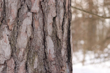 Close-up of a pine tree trunk in a forest in winter. Pine tree during the day, close-up of the bark. Tree for a natural background. Details. Focus on the pine tree trunk with a blurred background