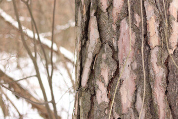 Close-up of a pine tree trunk in a forest in winter. Pine tree during the day, close-up of the bark. Tree for a natural background. Details. Focus on the pine tree trunk with a blurred background